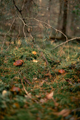 Pilze im Wald