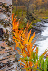 A beautiful autumn landscape of mountain riwer flowing through golden birces near Gratangen, Northern Norway. Seasonal scenery of Scandinavia.