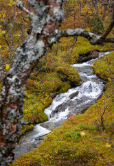A beautiful autumn landscape of mountain riwer flowing through golden birces near Gratangen, Northern Norway. Seasonal scenery of Scandinavia.