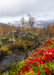 Obraz premium A beautiful autumn landscape of mountain riwer flowing through golden birces near Gratangen, Northern Norway. Seasonal scenery of Scandinavia.