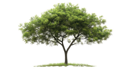 A tall, green oak tree isolated on a white background, showcasing its vibrant leaves and sturdy trunk, representing the beauty of nature