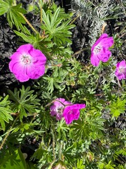 Natural Serenity: Purple Wildflowers in Bloom