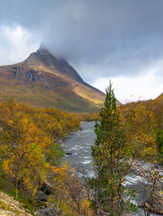 A beautiful autumn scenery with golden foliage and mountain in the distance in Northern Norway. Seasonal scenery of Scandinavia.