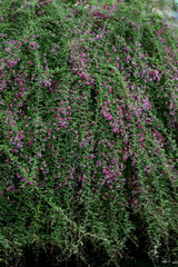 pink and green plants flowers