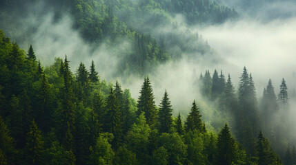 Misty morning envelops lush green forest in tranquil mountain landscape at dawn