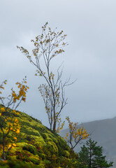 A beautiful colorful autumn scenery of birch trees growing near fjord with turquoise water in Northern Norway. Seasonal scenery of Scandinavia.