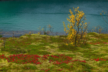 A beautiful colorful autumn scenery of birch trees growing near fjord with turquoise water in Northern Norway. Seasonal scenery of Scandinavia.