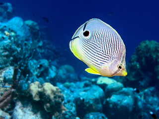 foureye butterflyfish,Chaetodon capistratus