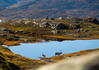 Beautiful wild adult reindeer at the mountain lake in Northern Norway. Seasonal scenery of Scandinavia.