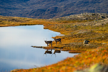 Beautiful wild adult reindeer at the mountain lake in Northern Norway. Seasonal scenery of Scandinavia.