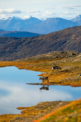 Beautiful wild adult reindeer at the mountain lake in Northern Norway. Seasonal scenery of Scandinavia.