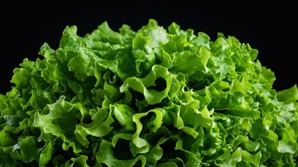 A bunch of green lettuce is piled on top of itself