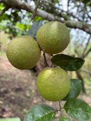 Naranjas en la rama natural