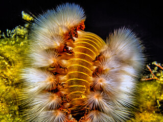 Hermodice carunculata, the bearded fireworm