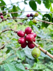 Rama de café maduro hermoso natural 