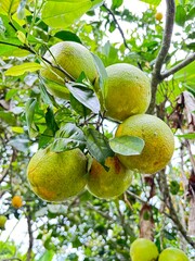 Naranjas en la rama pintonas hermosas 