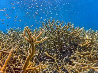 Caribbean coral garden, Bnaire