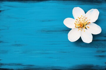 Obraz premium A beautiful white flower on a vibrant blue painted background. Perfect for artistic and botanical projects, adding a touch of elegance and color.