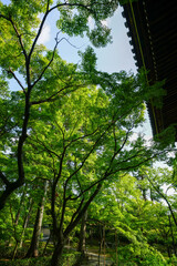 Fototapeta premium 真如堂の境内風景
