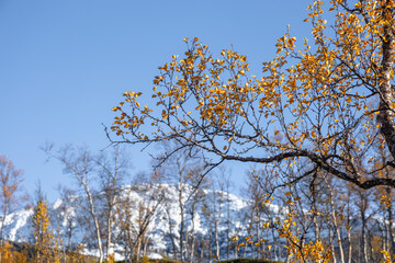 A beautiful autumn landscape with snowy mountain tops and yellow foliage in Northern Norway. Seasonal scenery of Scandinavia.