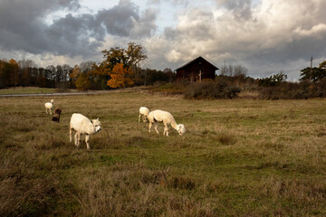 Fototapeta premium Alpacas grazing in a meadow on a cloudy autumn day
