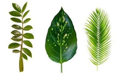 green leaf leaves plant isolated on white background
