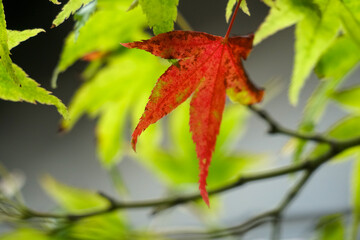 紅葉が始まった日本楓