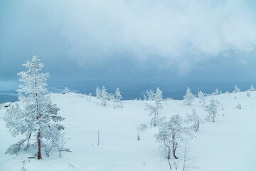 Snowy fir trees on the top of a mountain. Monochrome winter landscape.