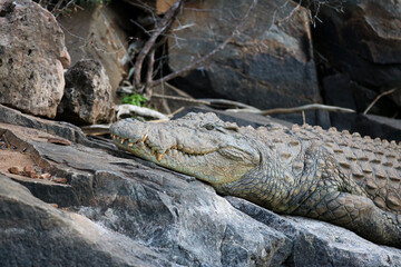 Crocodile in South Africa 