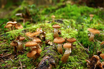 Armillaria mellea mushrooms in the forest