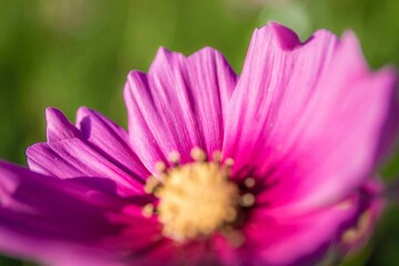 Obraz premium コスモス