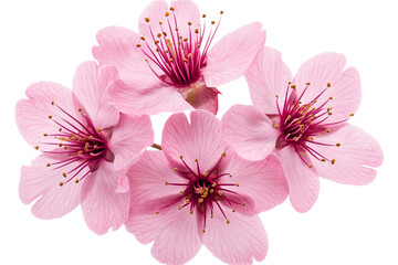 Fototapeta premium Beautiful Sakura Flowers Isolated on Transparent Background – Perfect for Floral Designs, Nature-Themed Artworks, and Spring Decorations – High-Resolution Pink Cherry Blossom PNG for Creative Use