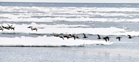 King Eider Ducks flying in The Arctic.