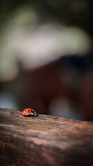 Ladybug
