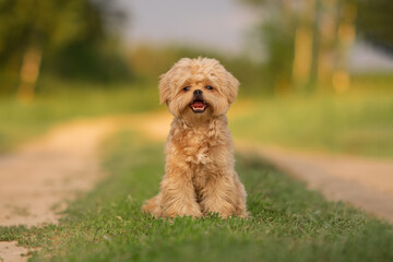 Cute dog of Maltipu breed in the park. A small dog playing on the green grass.