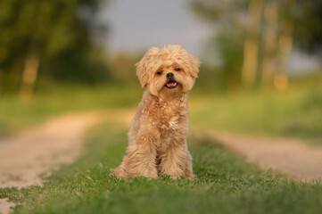 Cute dog of Maltipu breed in the park. A small dog playing on the green grass.