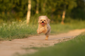Cute dog of Maltipu breed in the park. A small dog playing on the green grass.