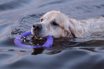 A happy dog playing with a ring toy by the river. The owner walks with a golden retriever in nature