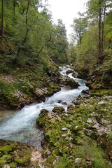 river in the forest