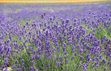 field of lavender