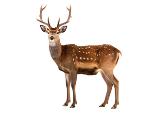Obraz premium a deer with antlers standing