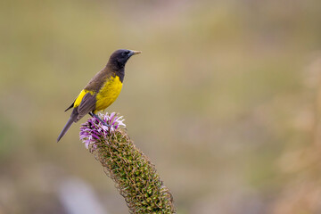 Yellow-rumped marshbird 