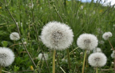 dandelion blowballs or silver seed heads in the meadows in springtime. Dandelion clocks in the lawn