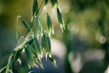 Morning dew on a summer meadow