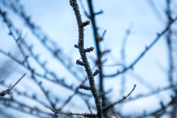 selective shot bare branches against blue sky