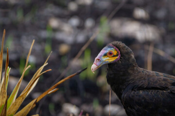 Lesser yellow-headed vulture 