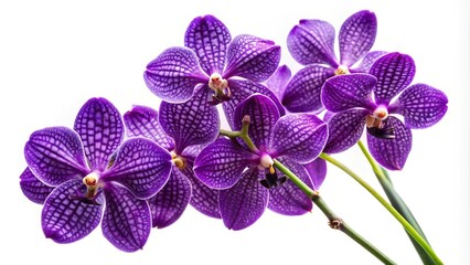 Beautiful purple orchids isolated on white background. © yuwaree