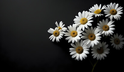 Obraz premium white daisies on a black paper texture background with copy space