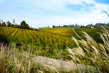 Vineyards in Gavi, Piedmont, Italy