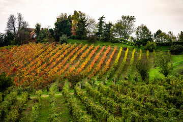 Vineyards in Gavi, Piedmont, Italy